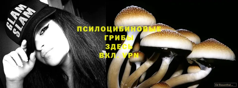 как найти   Пошехонье  ОМГ ОМГ онион  Галлюциногенные грибы MAGIC MUSHROOMS 